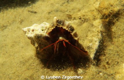 Shy hermit crab. by Lyuben Zagorchev 